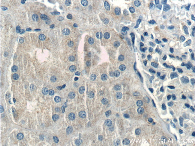 Kininogen 1 Antibody in Immunohistochemistry (Paraffin) (IHC (P))