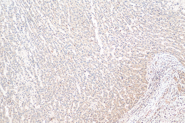 COMMD1 Antibody in Immunohistochemistry (Paraffin) (IHC (P))