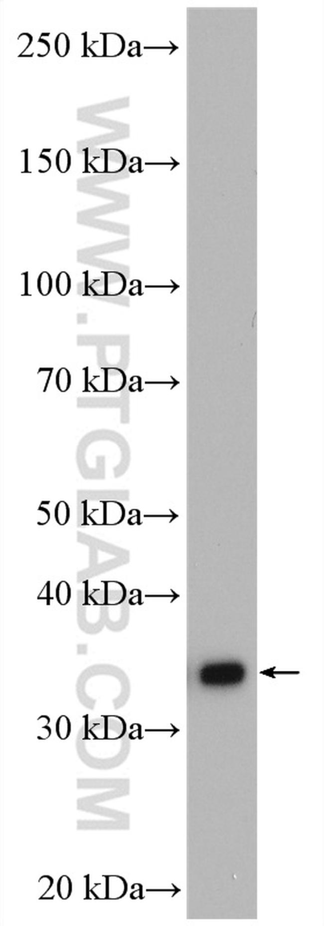 GAS2 Antibody in Western Blot (WB)