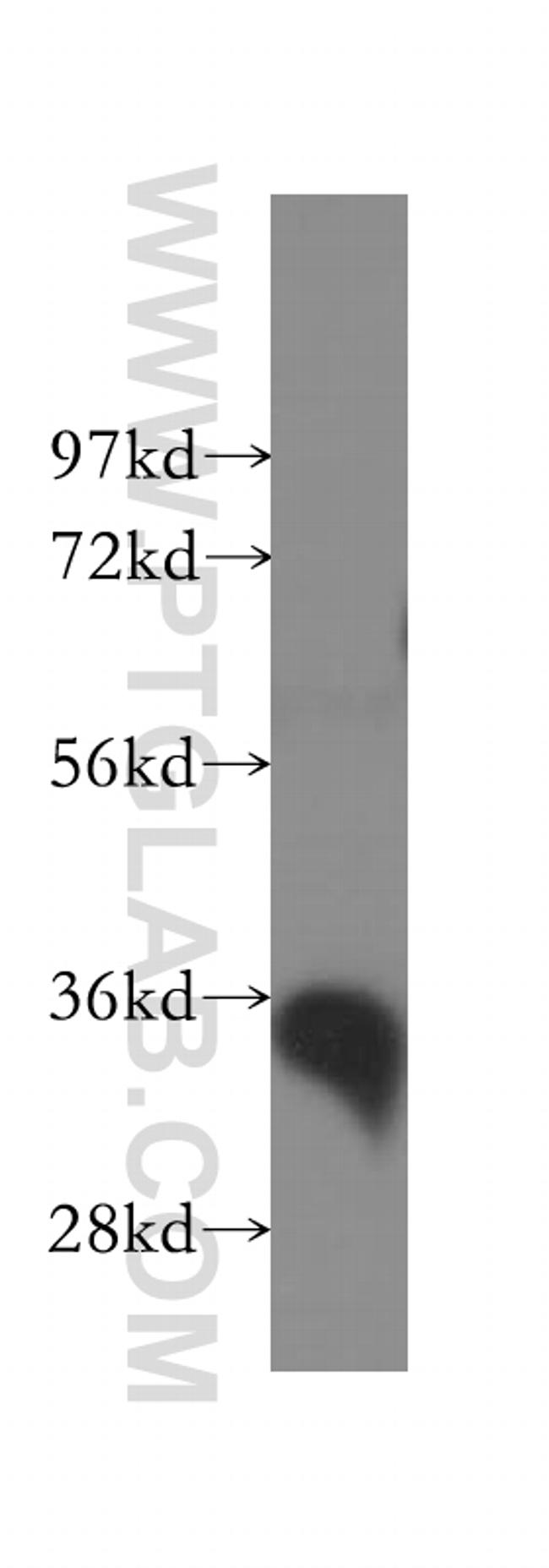 GAS2 Antibody in Western Blot (WB)