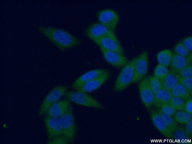 PSMA4 Antibody in Immunocytochemistry (ICC/IF)