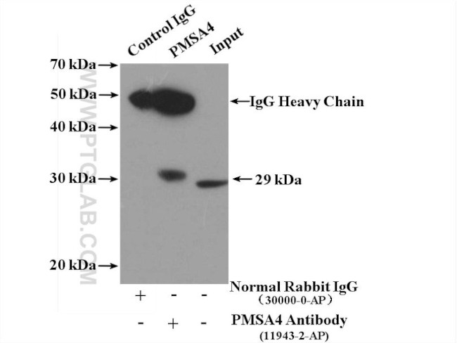 PSMA4 Antibody in Immunoprecipitation (IP)