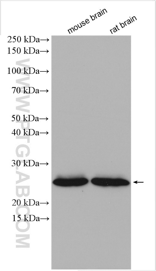 RAB5A Antibody in Western Blot (WB)