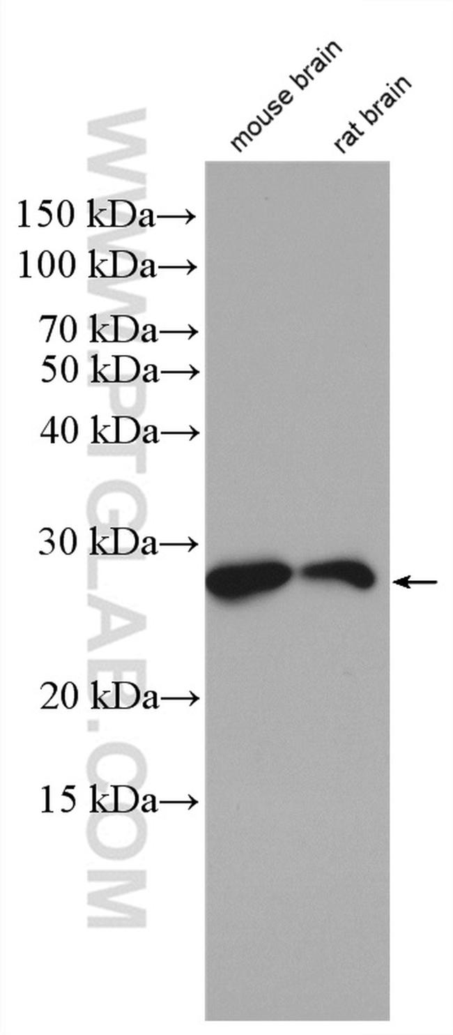 RAB5A Antibody in Western Blot (WB)