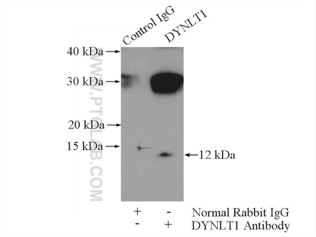 DYNLT1 Antibody in Immunoprecipitation (IP)