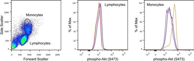 Phospho-AKT1 (Ser473) Antibody