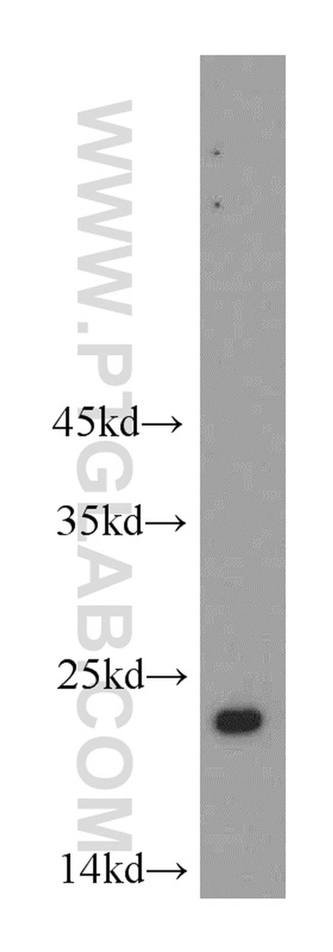 TMED2 Antibody in Western Blot (WB)