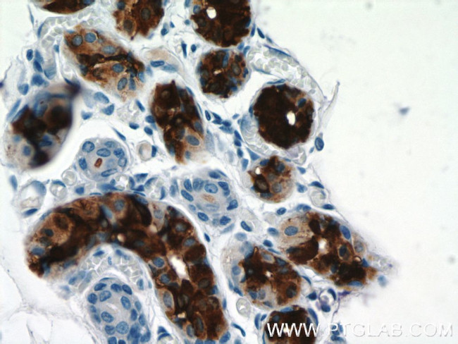 DCD Antibody in Immunohistochemistry (Paraffin) (IHC (P))