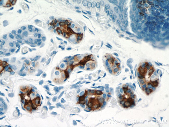 DCD Antibody in Immunohistochemistry (Paraffin) (IHC (P))