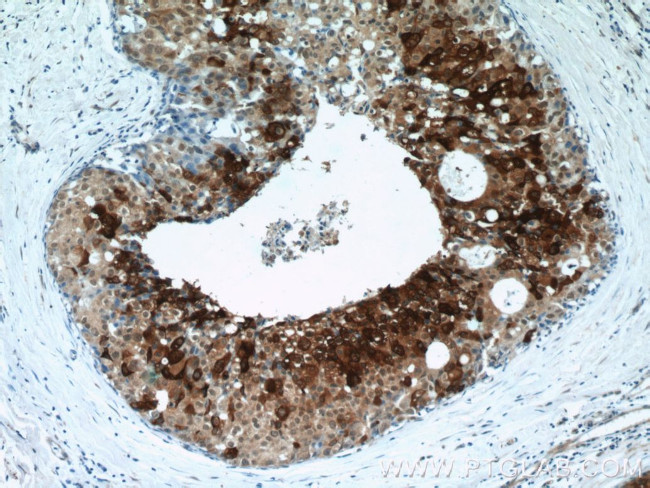 DCD Antibody in Immunohistochemistry (Paraffin) (IHC (P))