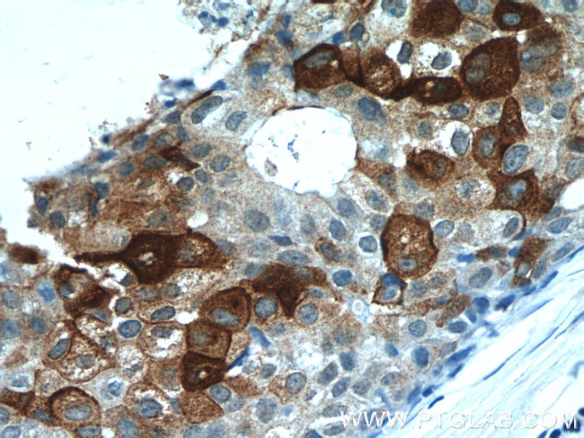 DCD Antibody in Immunohistochemistry (Paraffin) (IHC (P))