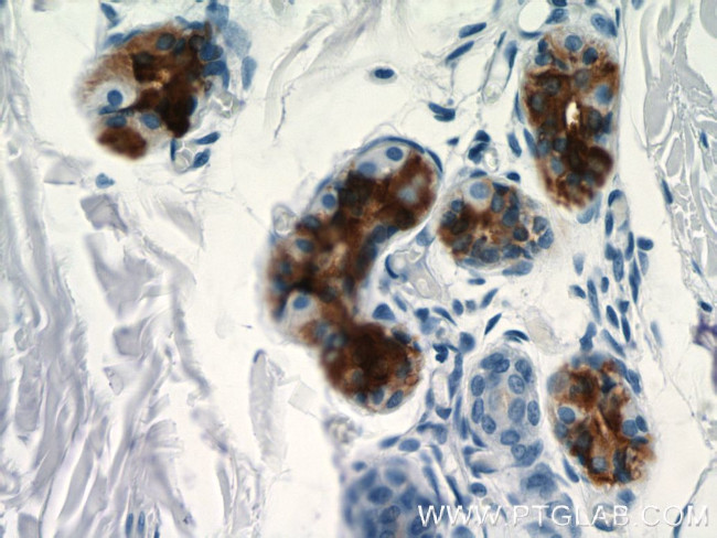 DCD Antibody in Immunohistochemistry (Paraffin) (IHC (P))