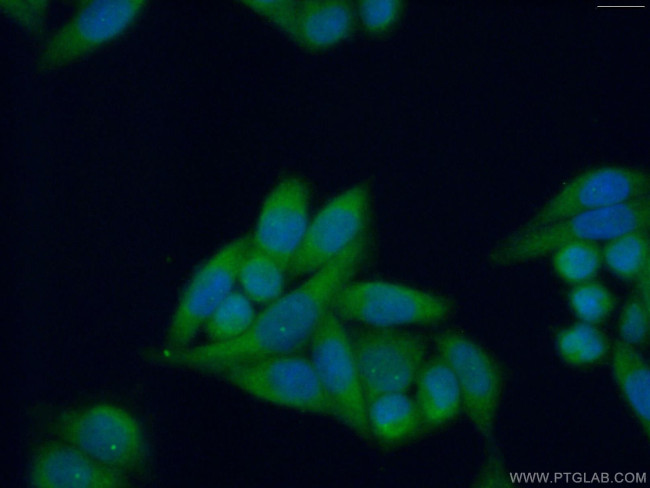 PRTFDC1 Antibody in Immunocytochemistry (ICC/IF)