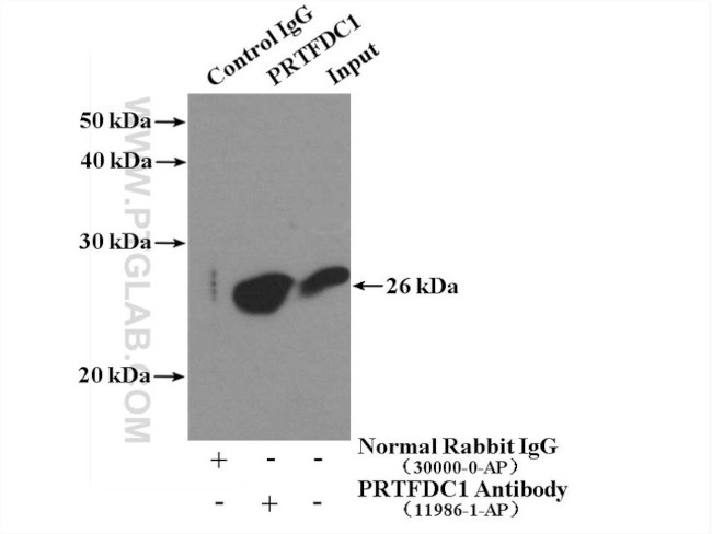 PRTFDC1 Antibody in Immunoprecipitation (IP)