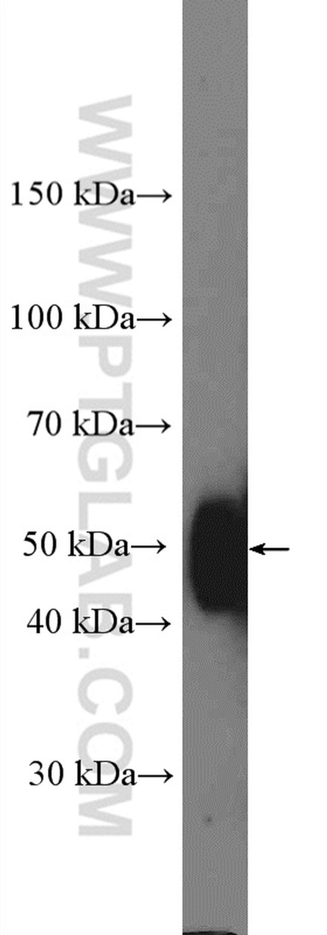 CD147 Antibody in Western Blot (WB)