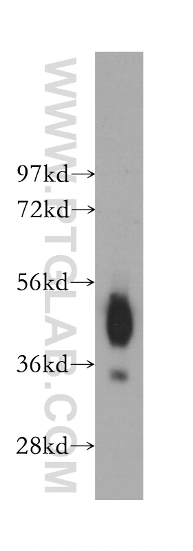 CD147 Antibody in Western Blot (WB)