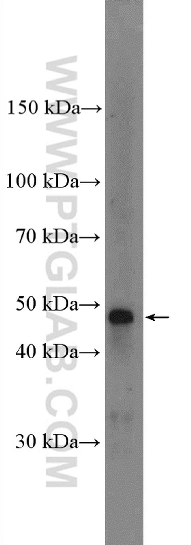 CD147 Antibody in Western Blot (WB)