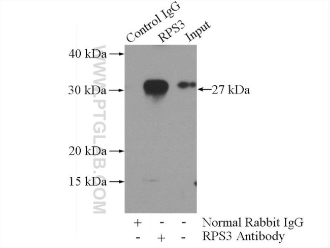 RPS3 Antibody in Immunoprecipitation (IP)