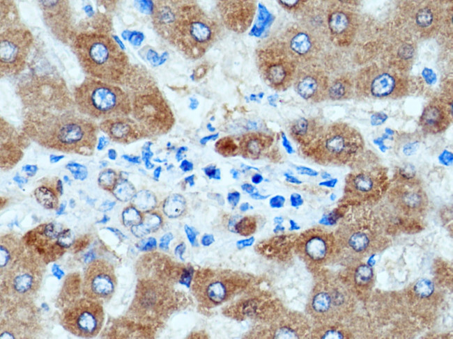 Angiotensinogen Antibody in Immunohistochemistry (Paraffin) (IHC (P))