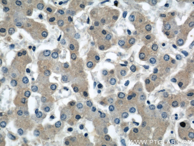 Angiotensinogen Antibody in Immunohistochemistry (Paraffin) (IHC (P))