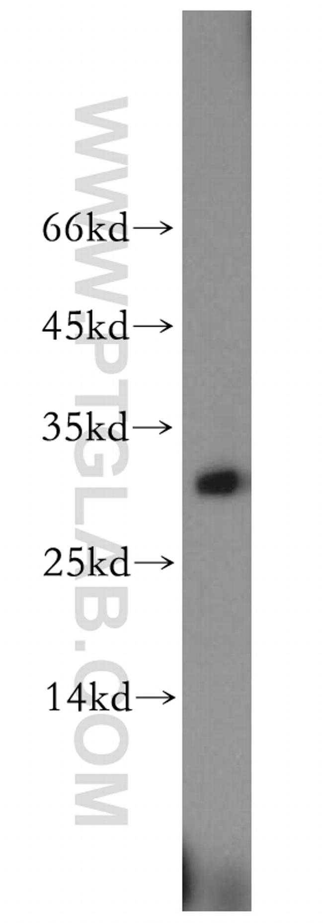 TCEAL1 Antibody in Western Blot (WB)