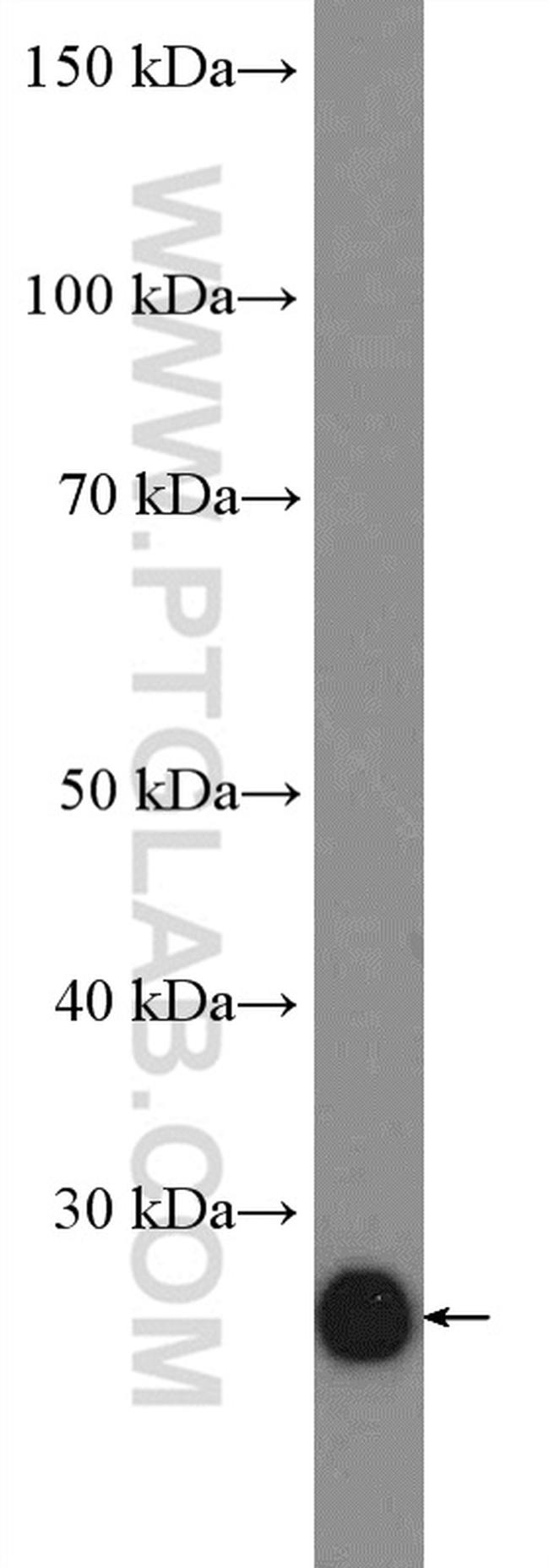 TCEAL1 Antibody in Western Blot (WB)