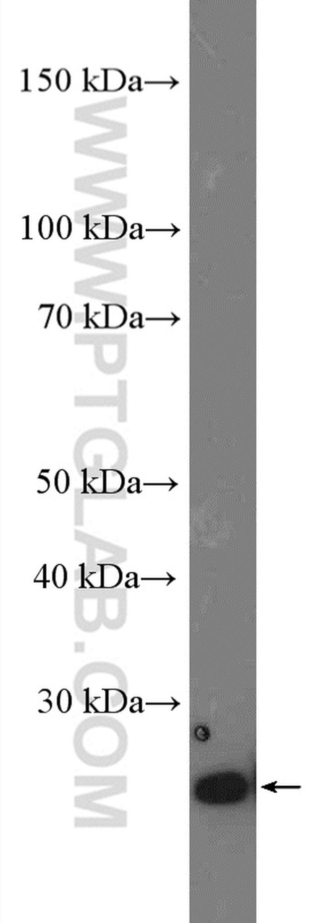 TCEAL1 Antibody in Western Blot (WB)