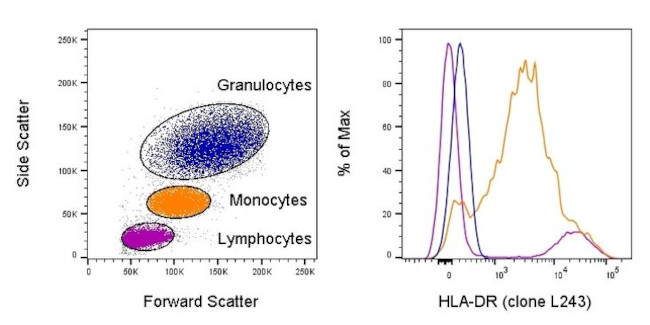 HLA-DR Antibody