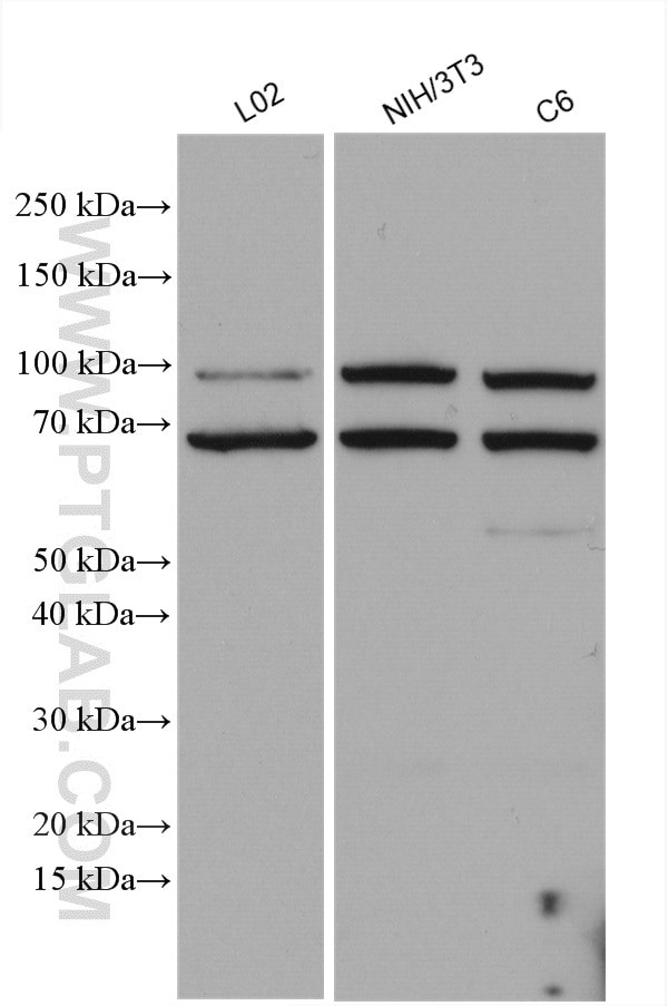 MLK3 Antibody in Western Blot (WB)