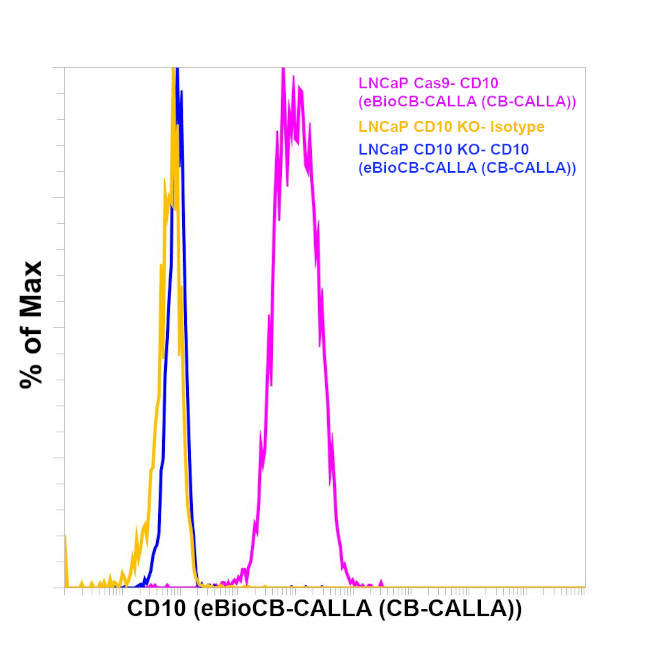 CD10 Antibody