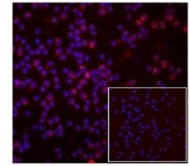 Rat IgG2a kappa Isotype Control in Immunocytochemistry (ICC/IF)