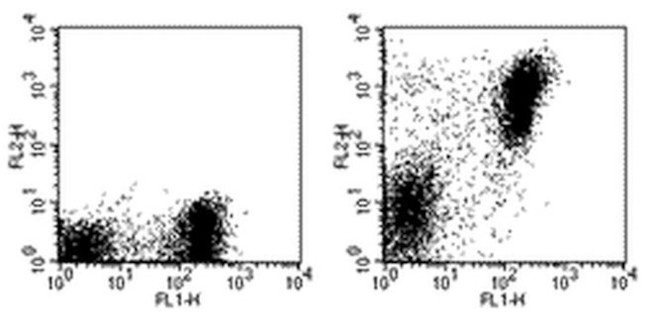 MHC Class II (I-A/I-E) Antibody in Flow Cytometry (Flow)