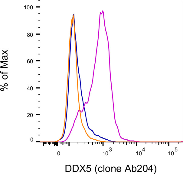 DDX5 Antibody