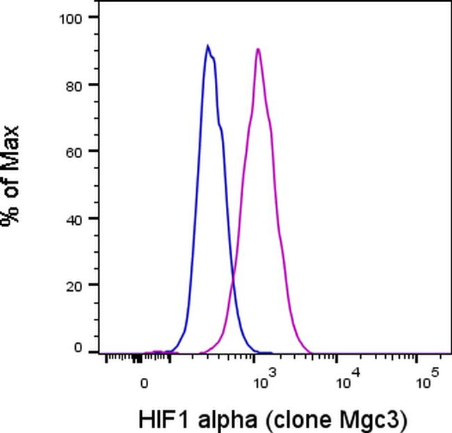 HIF-1 alpha Antibody