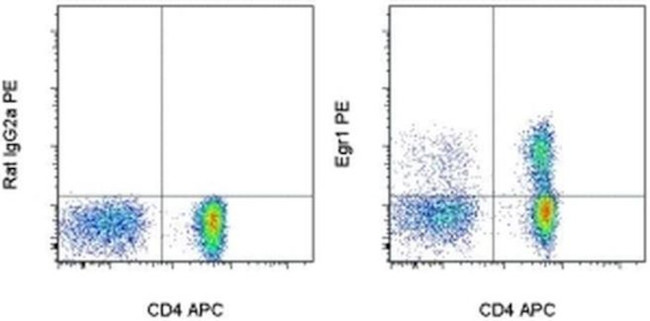 EGR1 Antibody in Flow Cytometry (Flow)