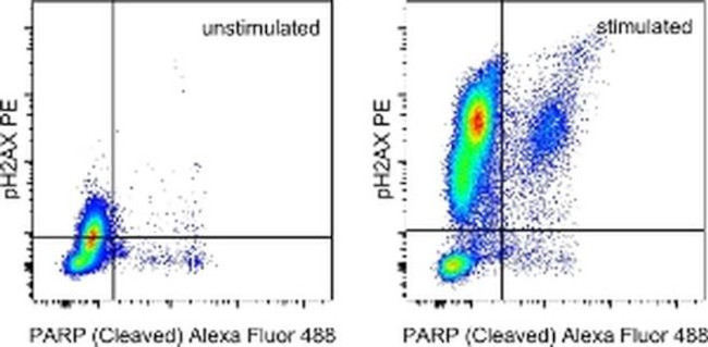 Phospho-Histone H2A.X (Ser139) Antibody in Flow Cytometry (Flow)