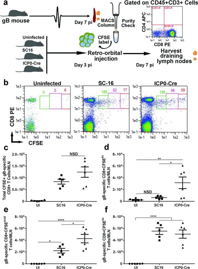 CD8a Antibody in Flow Cytometry (Flow)