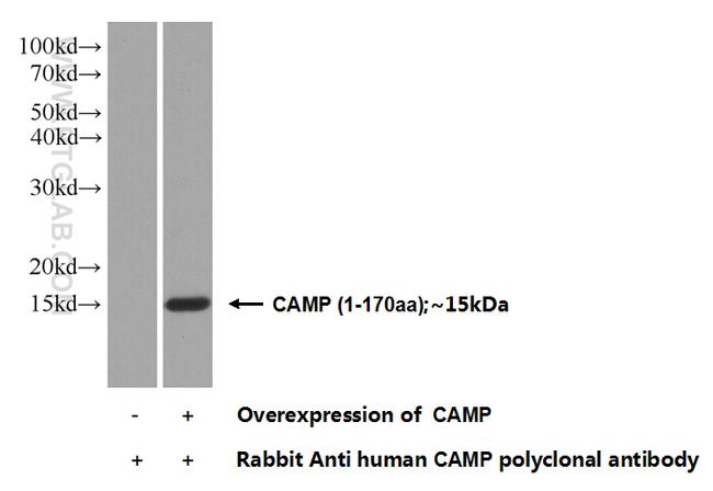 CAMP Antibody in Western Blot (WB)