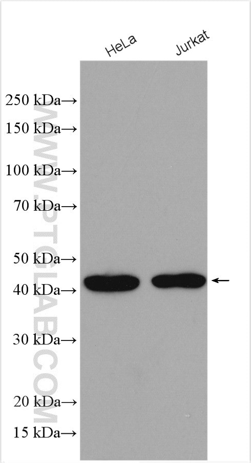 TFAP4 Antibody in Western Blot (WB)