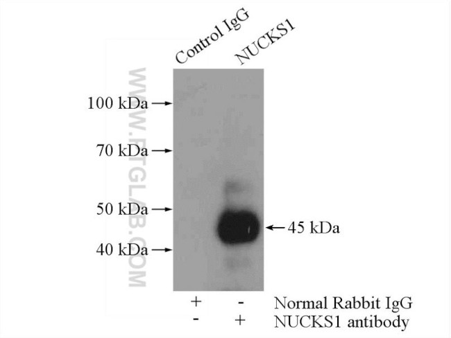 NUCKS1 Antibody in Immunoprecipitation (IP)