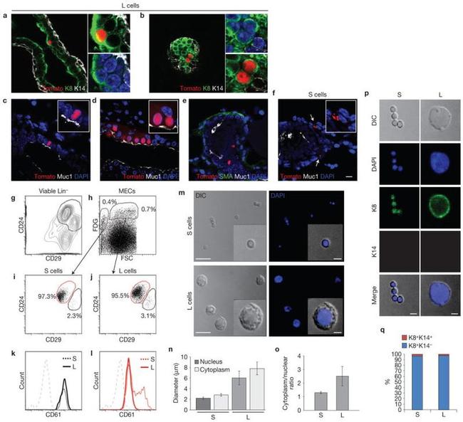 CD24 Antibody in Flow Cytometry (Flow)