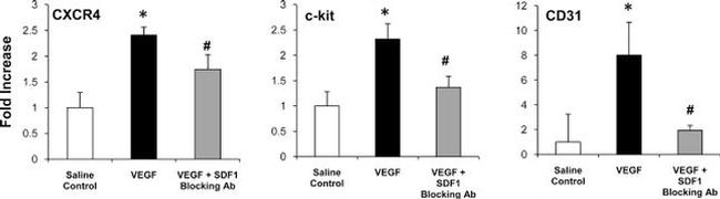 CD31 (PECAM-1) Antibody