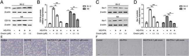 IBA1 Antibody in Western Blot (WB)