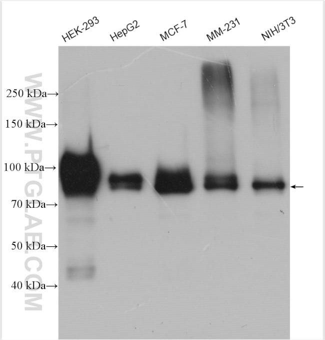 DVL2 Antibody in Western Blot (WB)