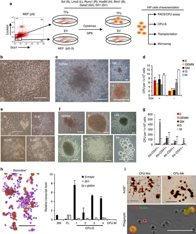 CD41a Antibody in Flow Cytometry (Flow)