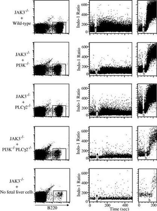 CD45R (B220) Antibody in Flow Cytometry (Flow)