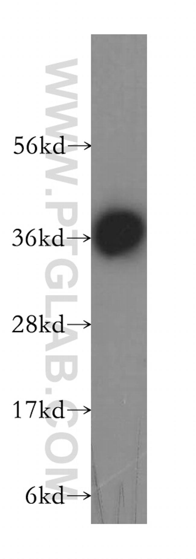 CRX Antibody in Western Blot (WB)