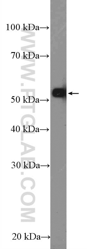 PELI1 Antibody in Western Blot (WB)