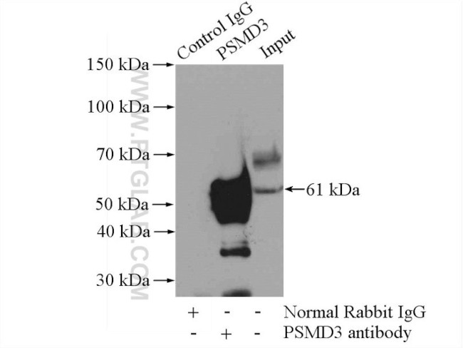 PSMD3 Antibody in Immunoprecipitation (IP)