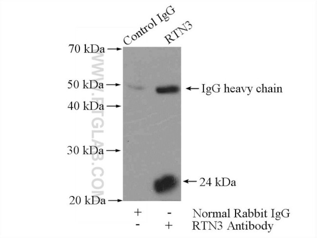 RTN3 Antibody in Immunoprecipitation (IP)